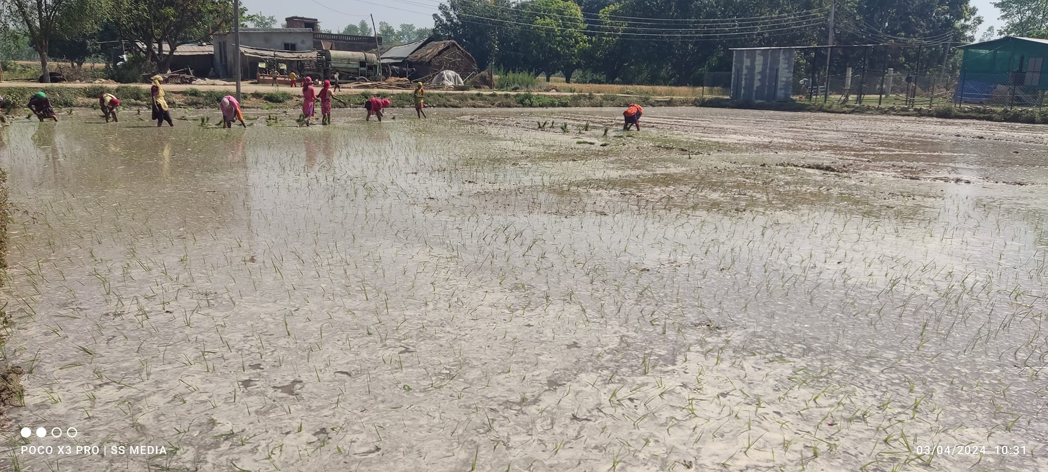 बाँकेका किसान चैते धानखेती गर्दै
