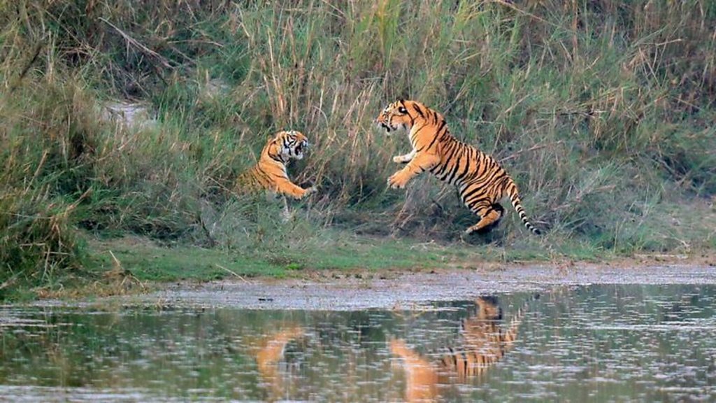 बाँकेमा सङ्कटमा परेका १९१ वन्यजन्तुको उद्धार