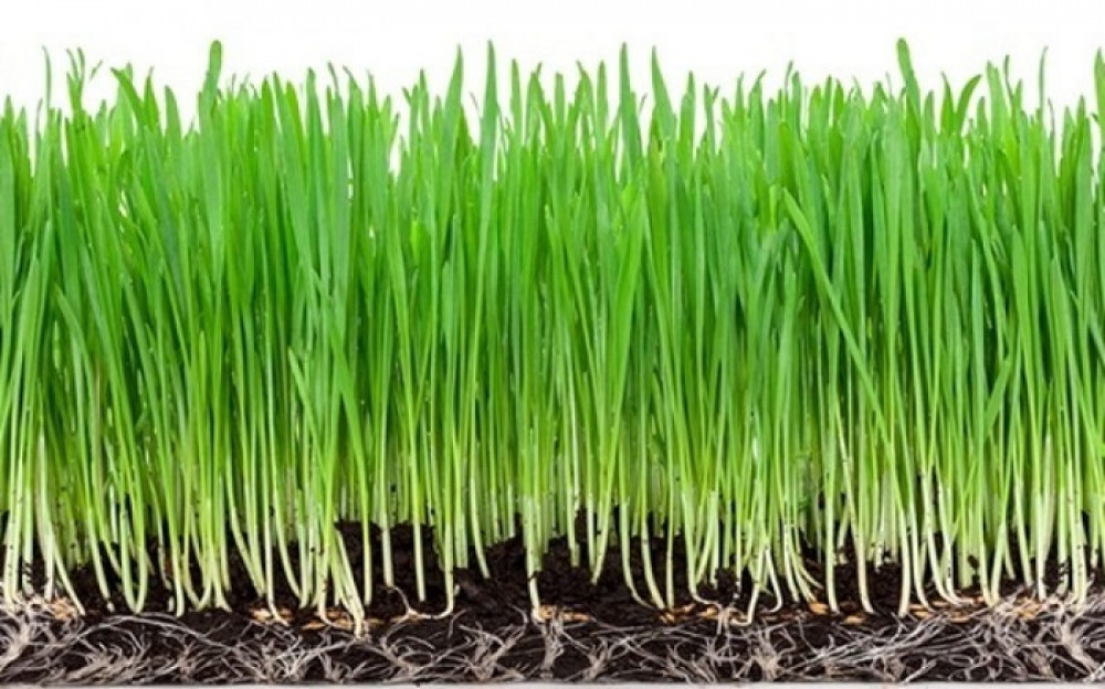 औषधिको गुणले पनि भरिपुर्ण जमरा