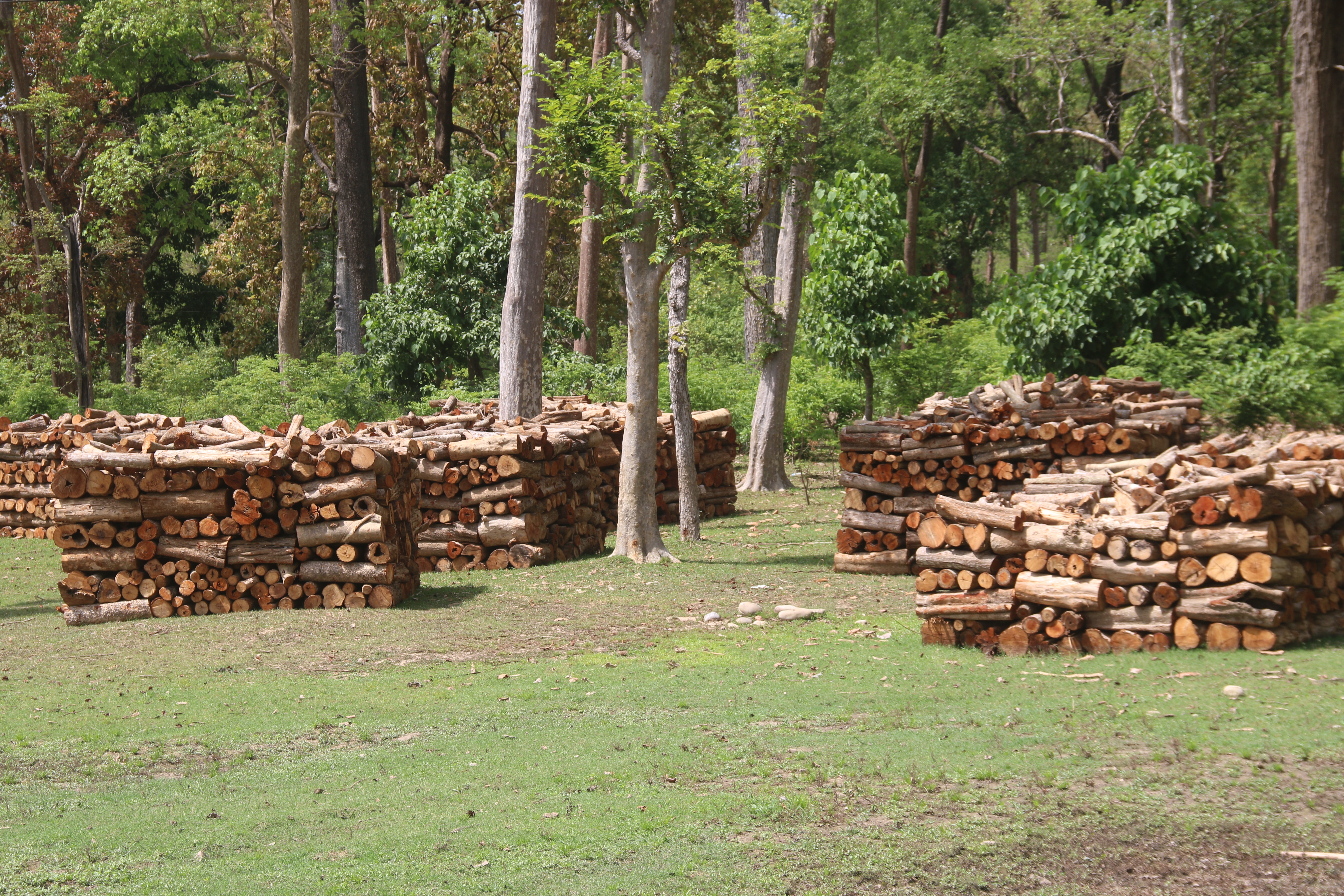 वन, पैदावर संकलन गर्न पाउदा खुशियाली