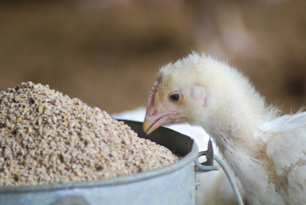 पशुको दानाको मूल्य घटदै