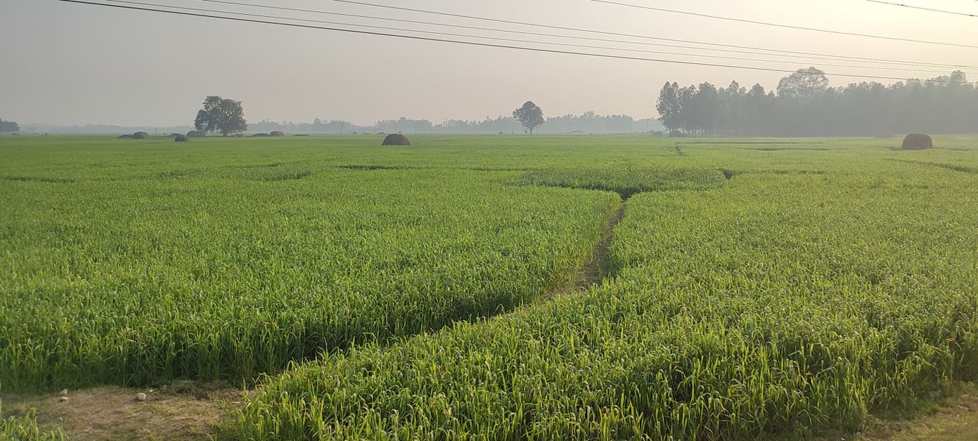 डुडुवाद्वारा धानको मूल बीउ उत्पादन शुरु