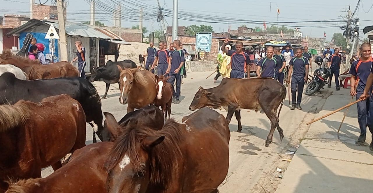 नेपालगन्जको छाडा चौपाया व्यवस्थापन गरिदै