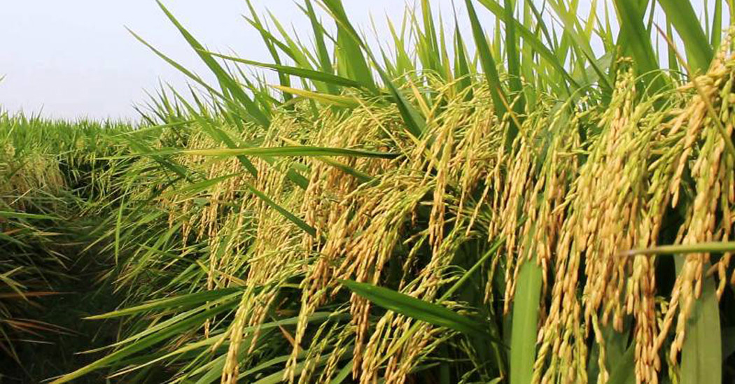 बाँकेमा सुरु भयो चैते धानको उत्पादन