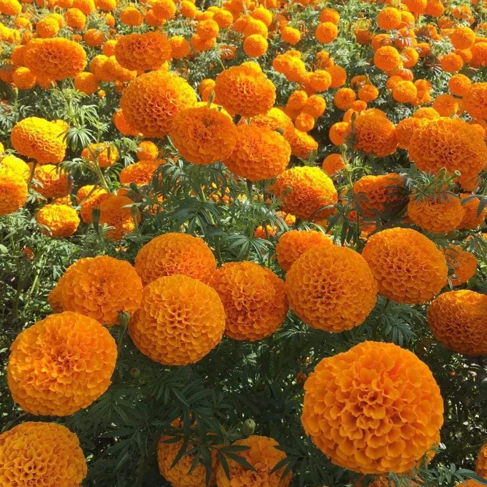 बाँकेमा २२ क्विन्टल फूल उत्पादन