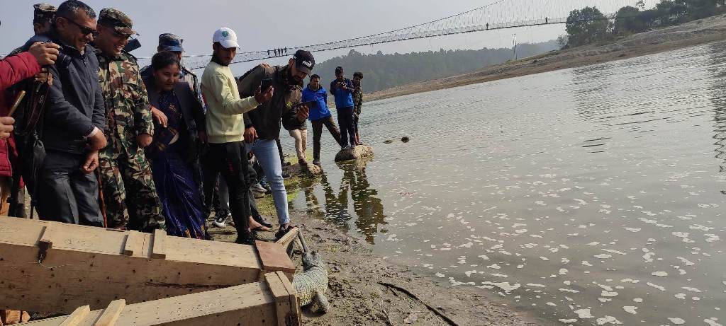 बाँकेमा घडियाल गोहीको संरक्षण हुँदै