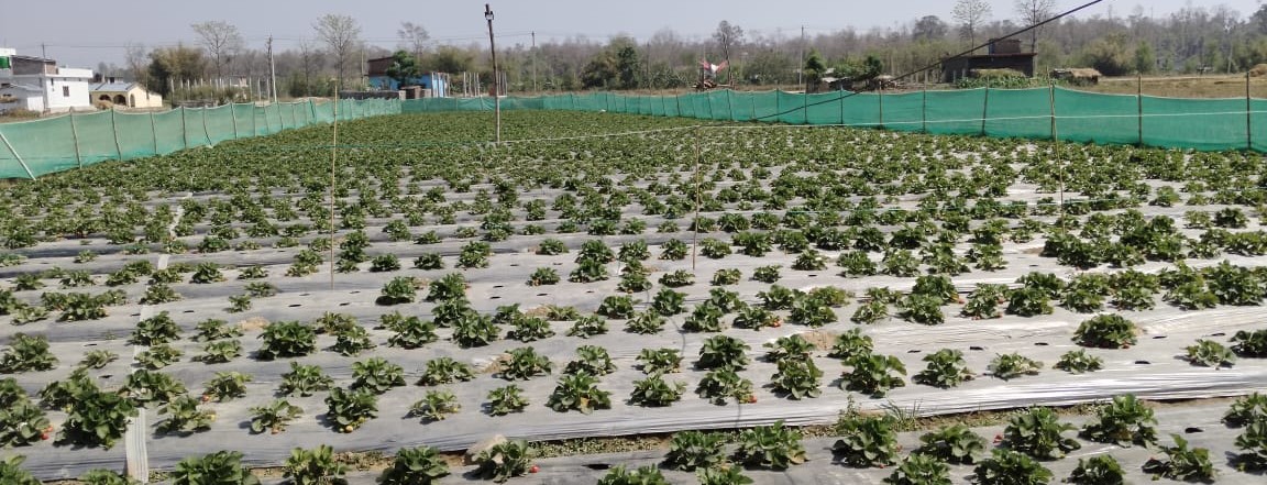 बाँकेमा स्ट्रबेरी खेती