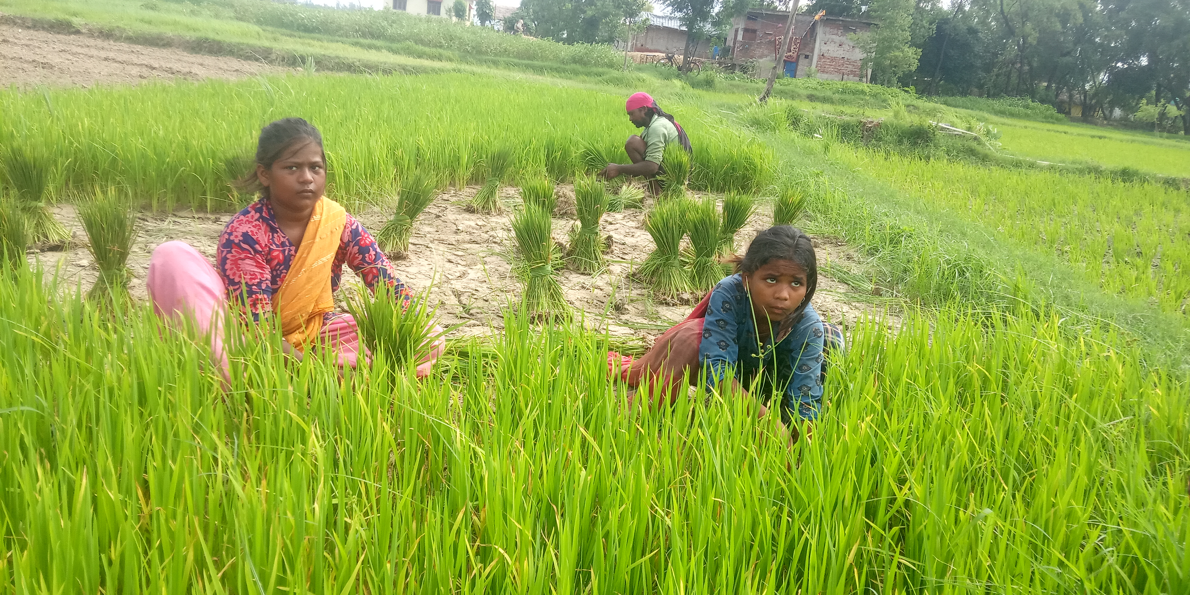 पर्याप्त वर्षा नहुँदा धान रोपाइँमा ढिलाइ