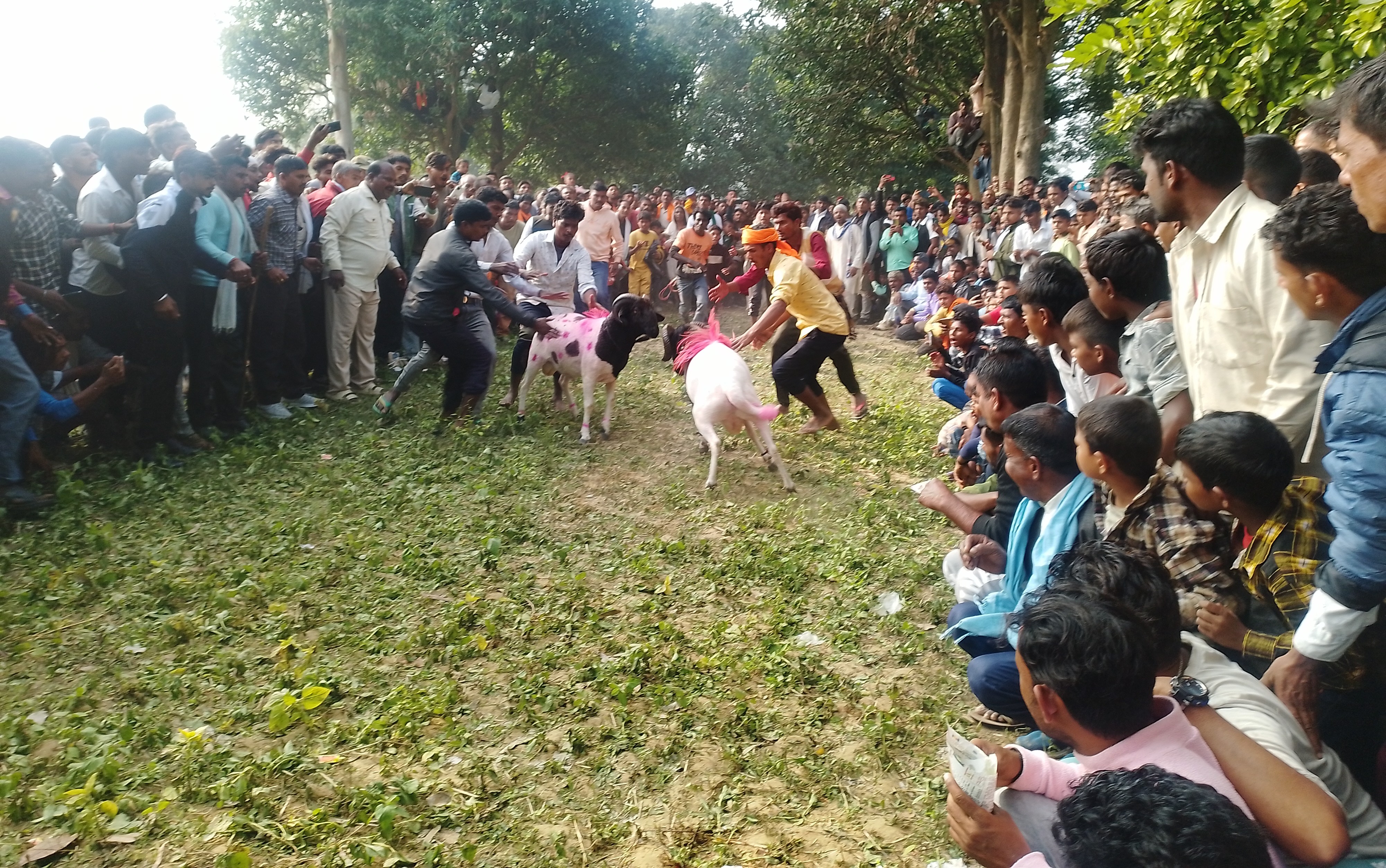 गुरुवागाउँ मेलामा भेडा जुधाइको रौनक