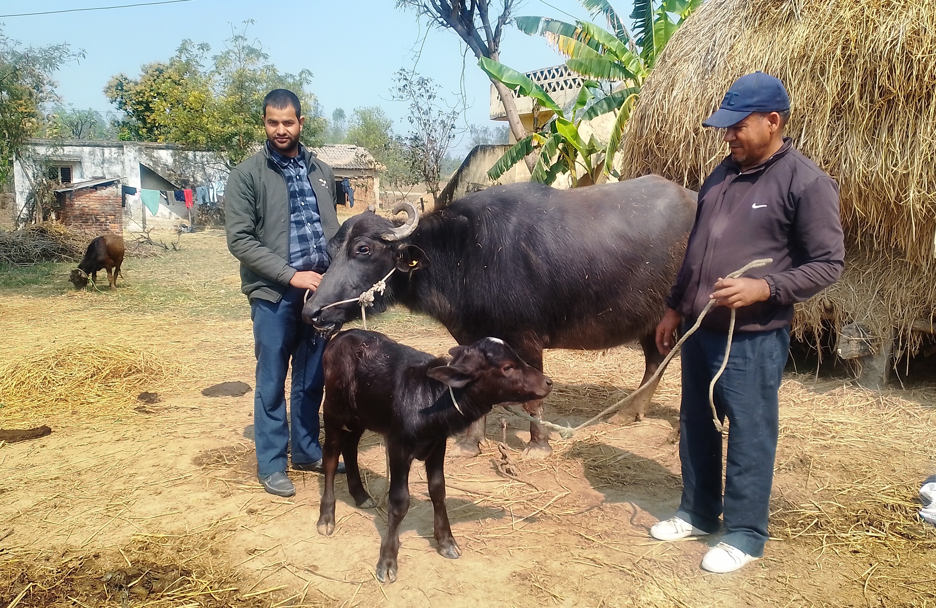 मुर्रा राँगाः नस्ल सुधार कार्यक्रम सफल