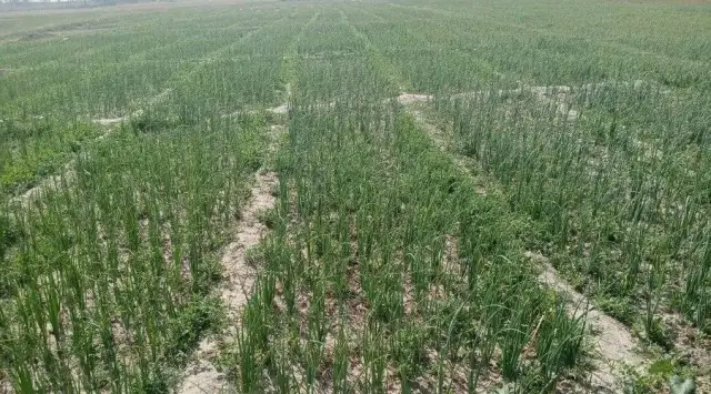 आत्मनिर्भर बन्दै खजुराका किसान