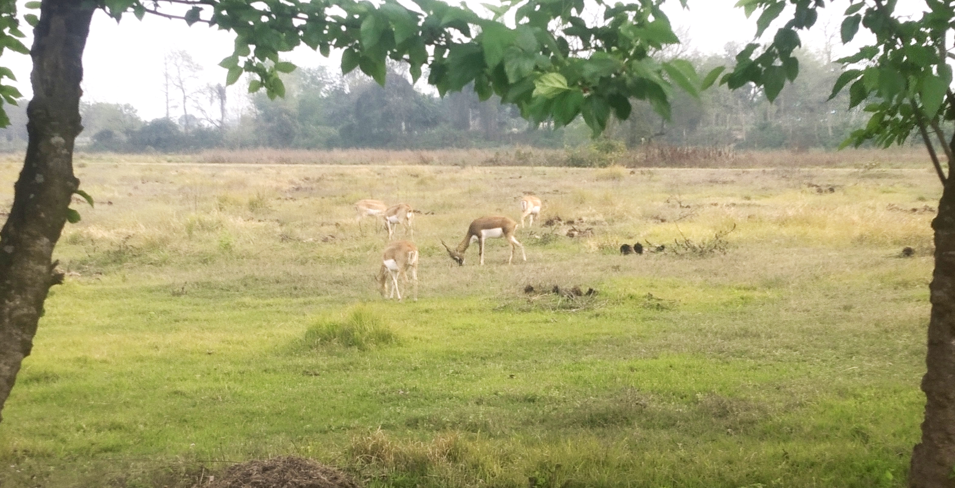‘कृष्णसार संरक्षणमा प्रदेश सरकार गम्भीर बन्नुपर्नेमा जोड