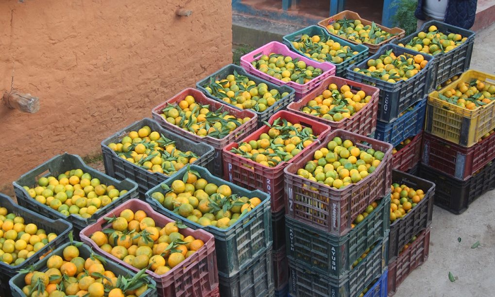 पाल्पामा पहिलो पटक सुन्तला महोत्सव