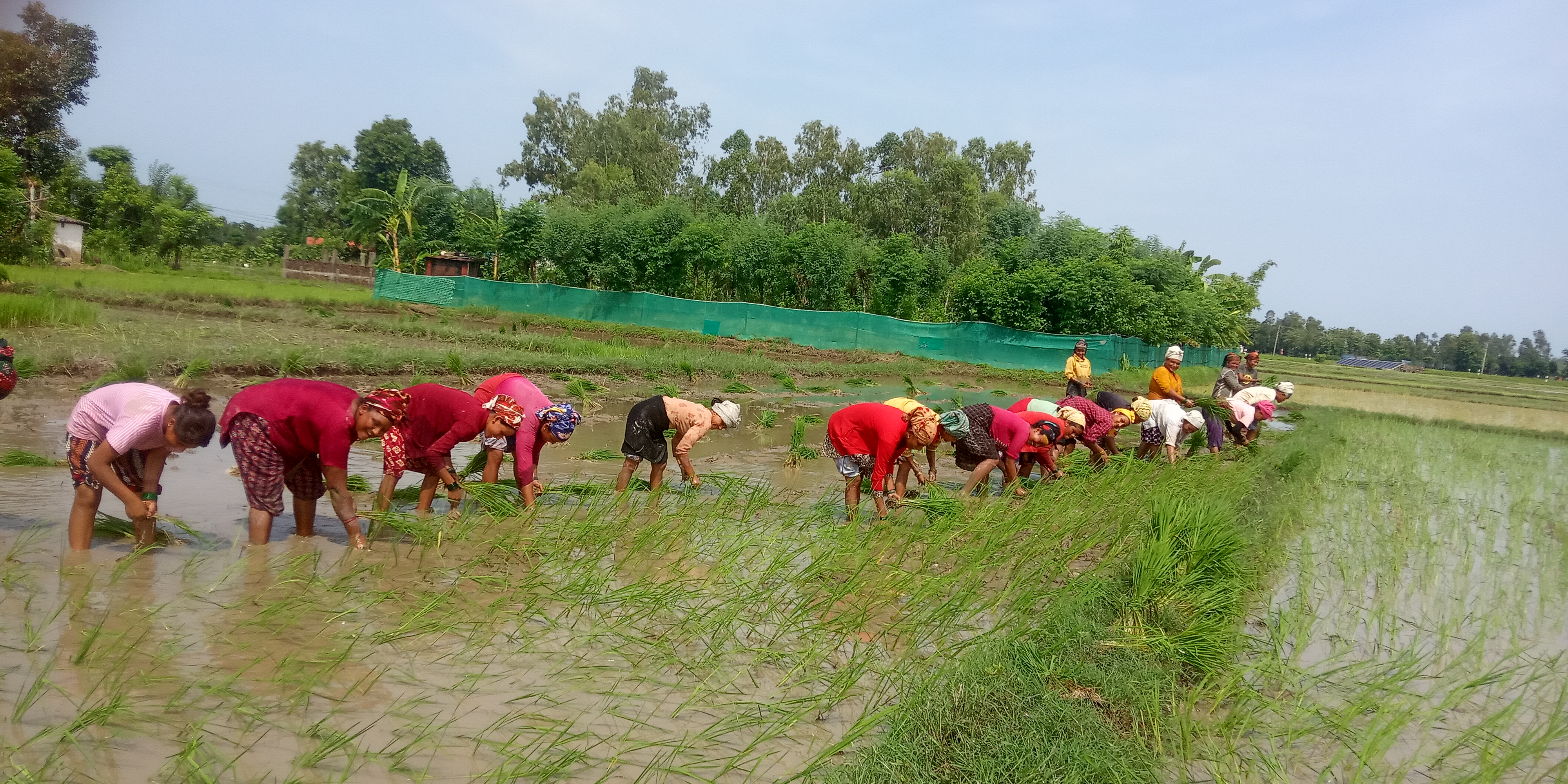 गाउँभरिको खेतमा महिलाको सामूहिक रोपाइँ