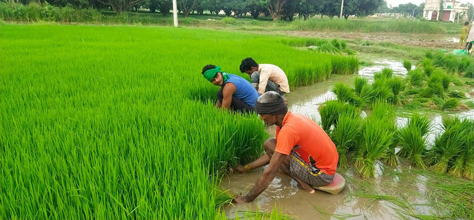 वर्षाले राहत, किसान खुशी