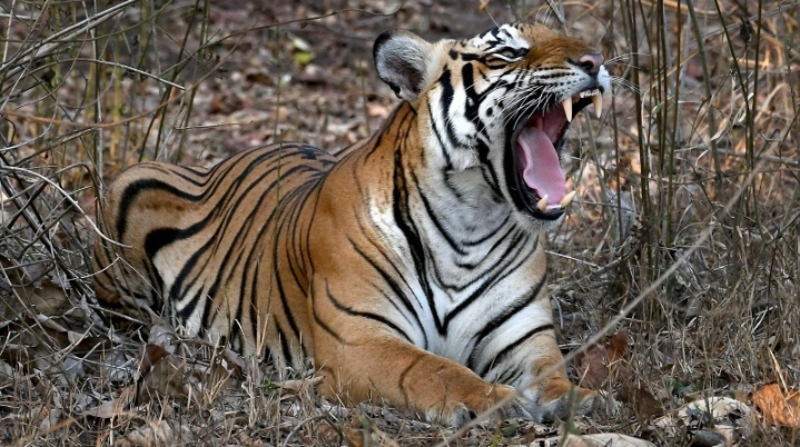 बाघको आक्रमणबाट  पाँच वर्षमा ५८ को मृत्यु