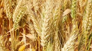 बाँकेमा गहुँखेती क्षेत्र घट्यो, उत्पादन बढ्यो