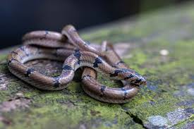 गर्मी बढेसँगै बाँकेमा देखिन थाले विषालु सर्प