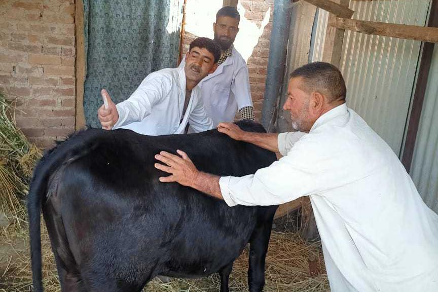 बाँकेमा लम्पी स्किन विरुद्ध पाँच हजार पाँच सय खोप लगाइयो