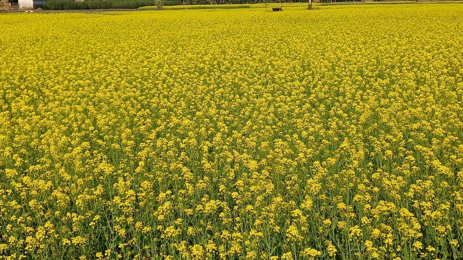 बर्दियामा तोरी उत्पादनमा बृद्धि