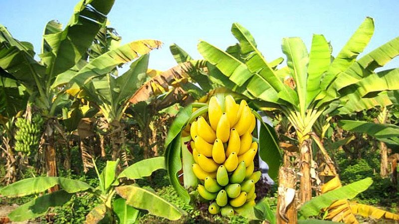 केरामा देखा परेको रोगबारे सचेत रहन आग्रह