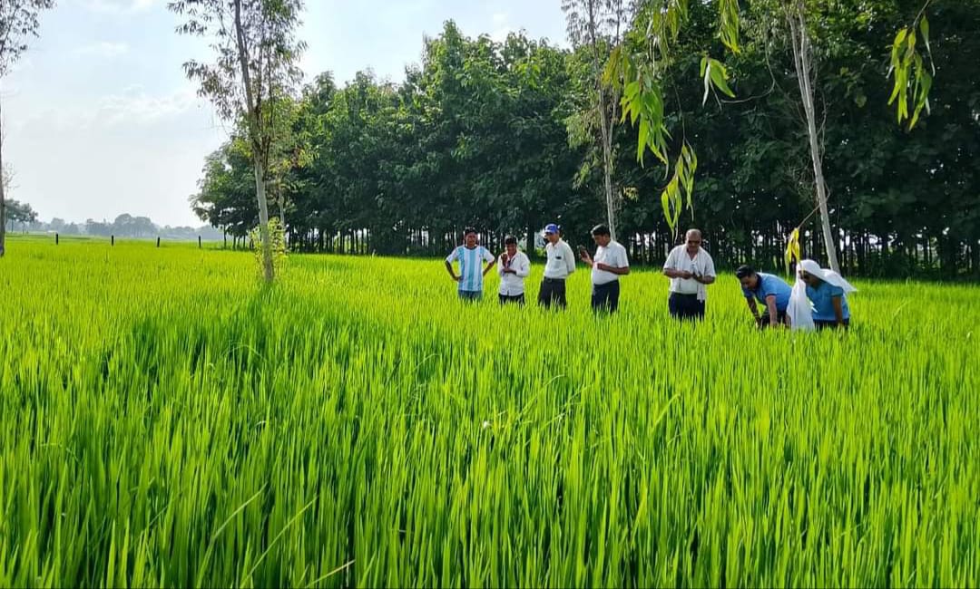 धान बालीमा फट्याग्रा रोगको संक्रमण
