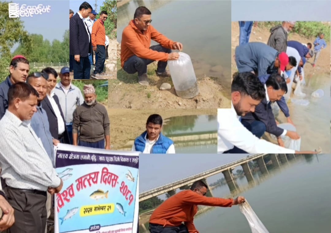 विश्व मत्स्य दिवस : बबई नदिमा १० हजार माछाका भुरा छोडियो