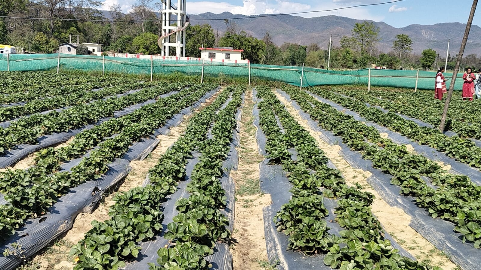 बाँकेमा व्यावसायिक स्ट्रबेरी खेती सुरु