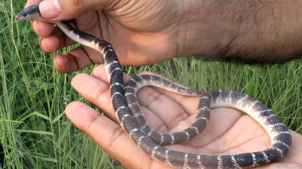 एक वर्षमा ६३ सर्पकोे उद्धार