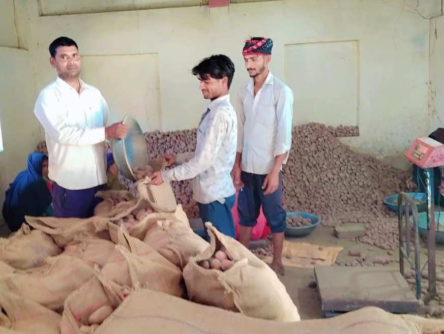 आलुको बीउ ‘ग्रेडिङ’ गर्दै डुडुवाका किसान मौर्य