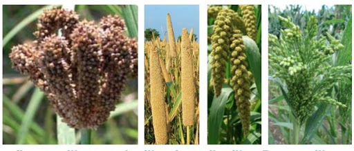 रैथाने प्रजातीका वनस्पतिको संरक्षण गरिँदै