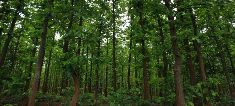 बाँकेका सामुदायिक वनमा दिगो वन व्यवस्थापन