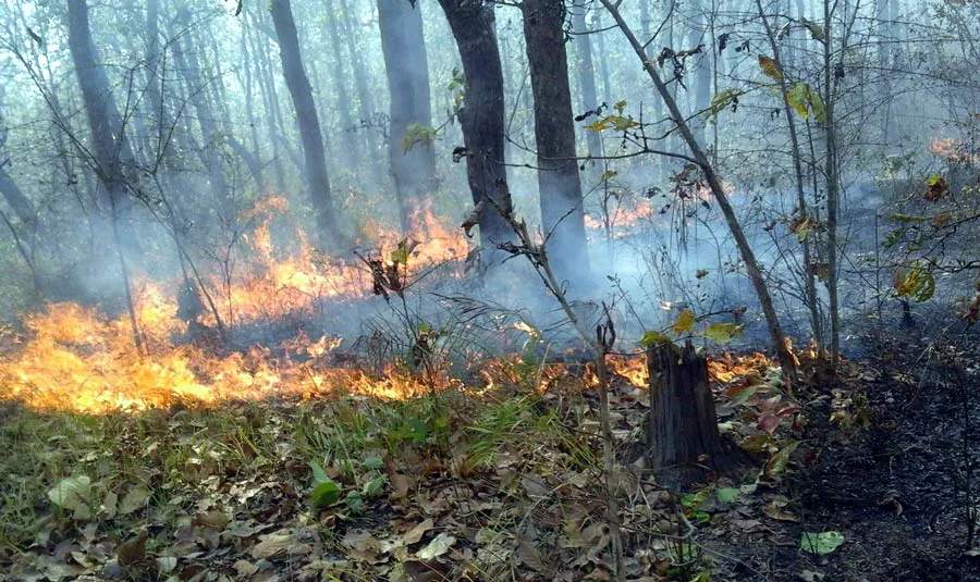 बाँकेका वनमा लागेको डढेलोले खरायो, सर्प र चरा मरे