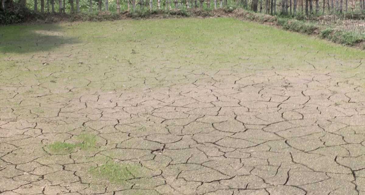 बाँकेमा अत्यधिक गर्मीले धानको बीउ सुक्दै, किसान चिन्तित