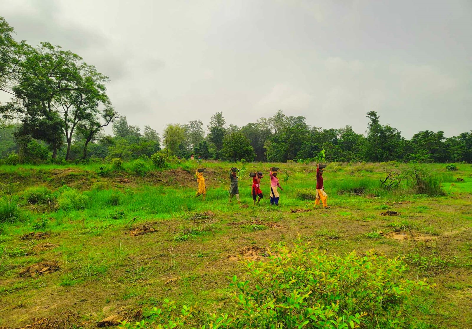 बाँकेमा खाली जमिनमा एक लाख बढी वृक्षरोपण