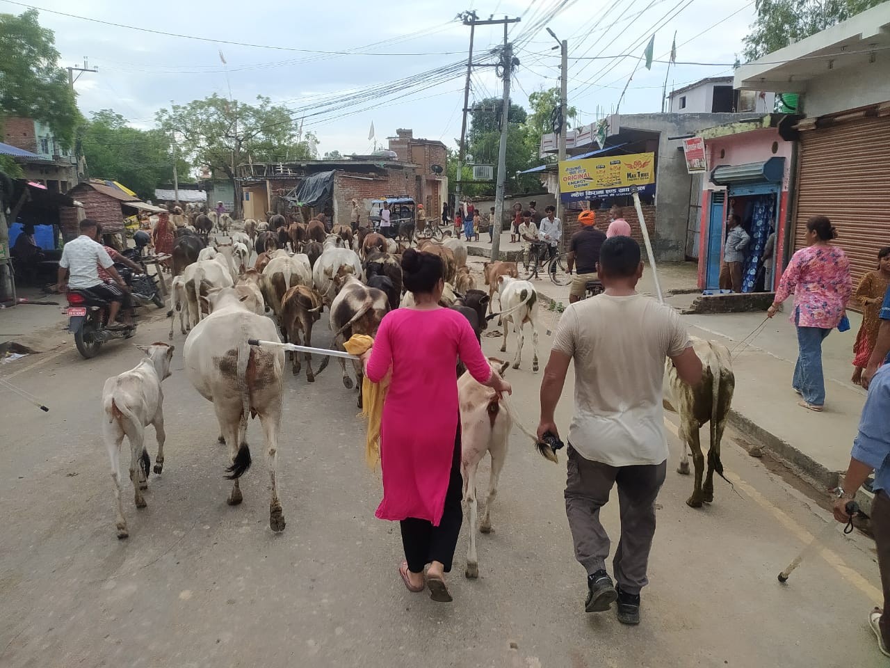 बजार क्षेत्रमा छाडा छोडिएका ७९ पशुचौपायालाई काञ्जीहाउस लगियो