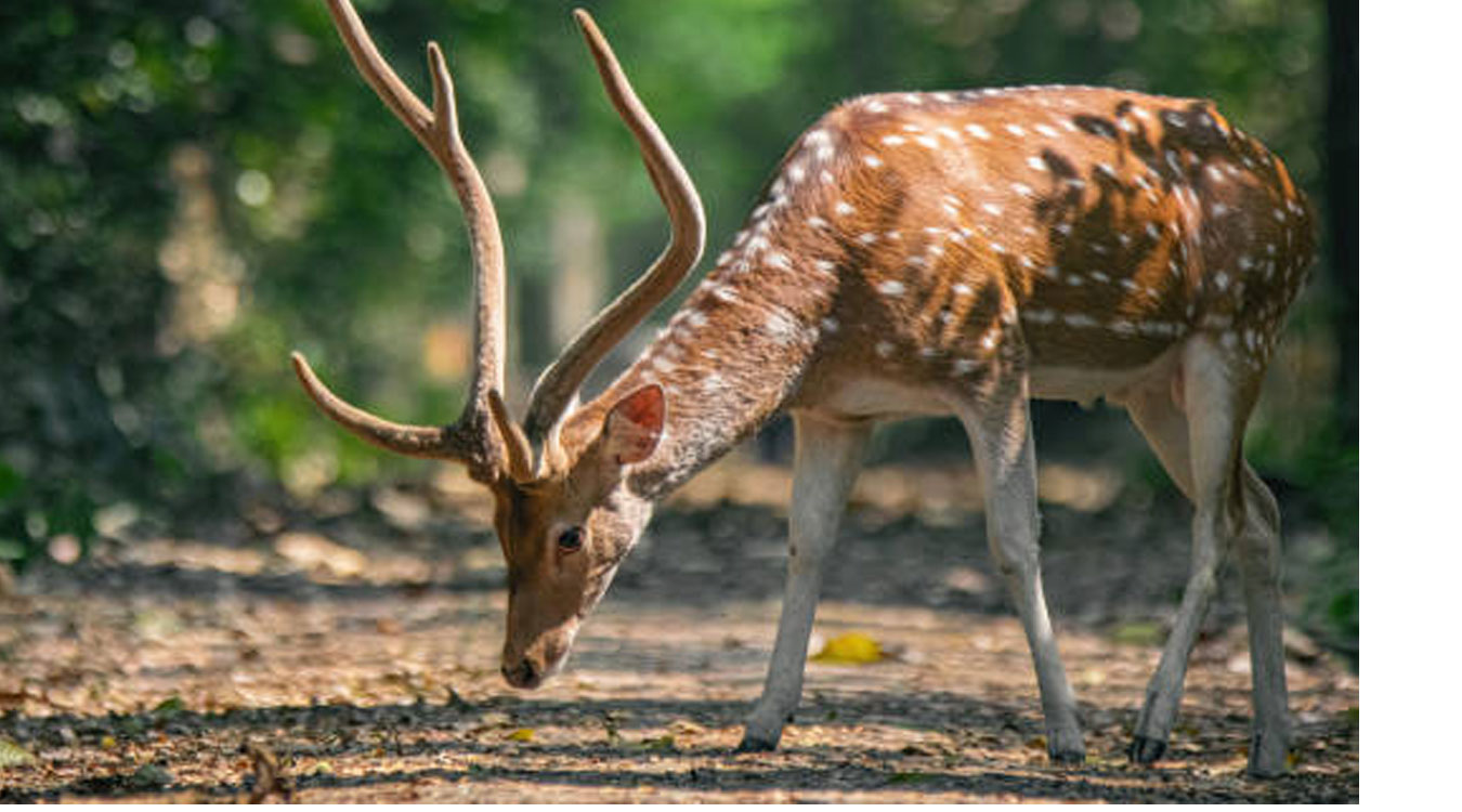 बाँकेमा चित्तलको मासुसहित एकजना पक्राउ