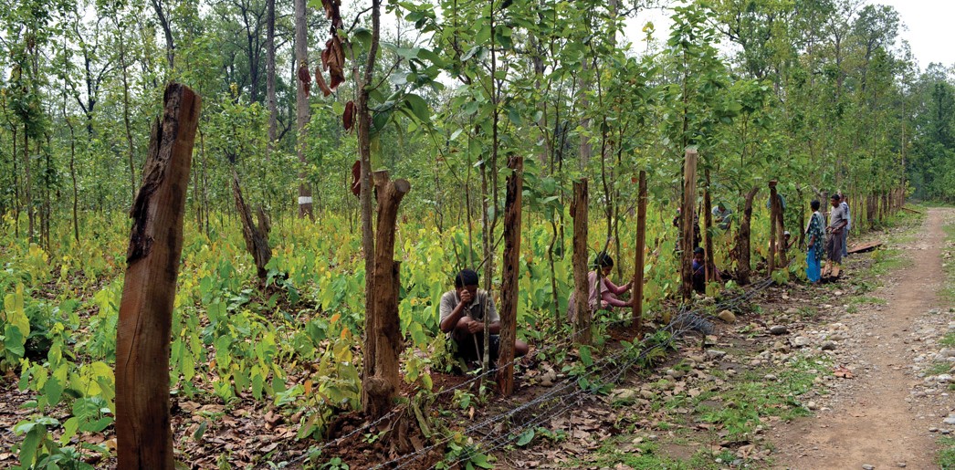 बन कर्मचारीको मिलेमतोमा कम्दीमा काठ चोरी