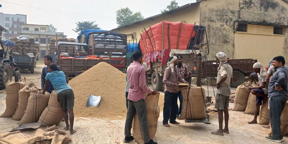 बाँकेमा ३२ हजार क्विन्टल धान खरिद