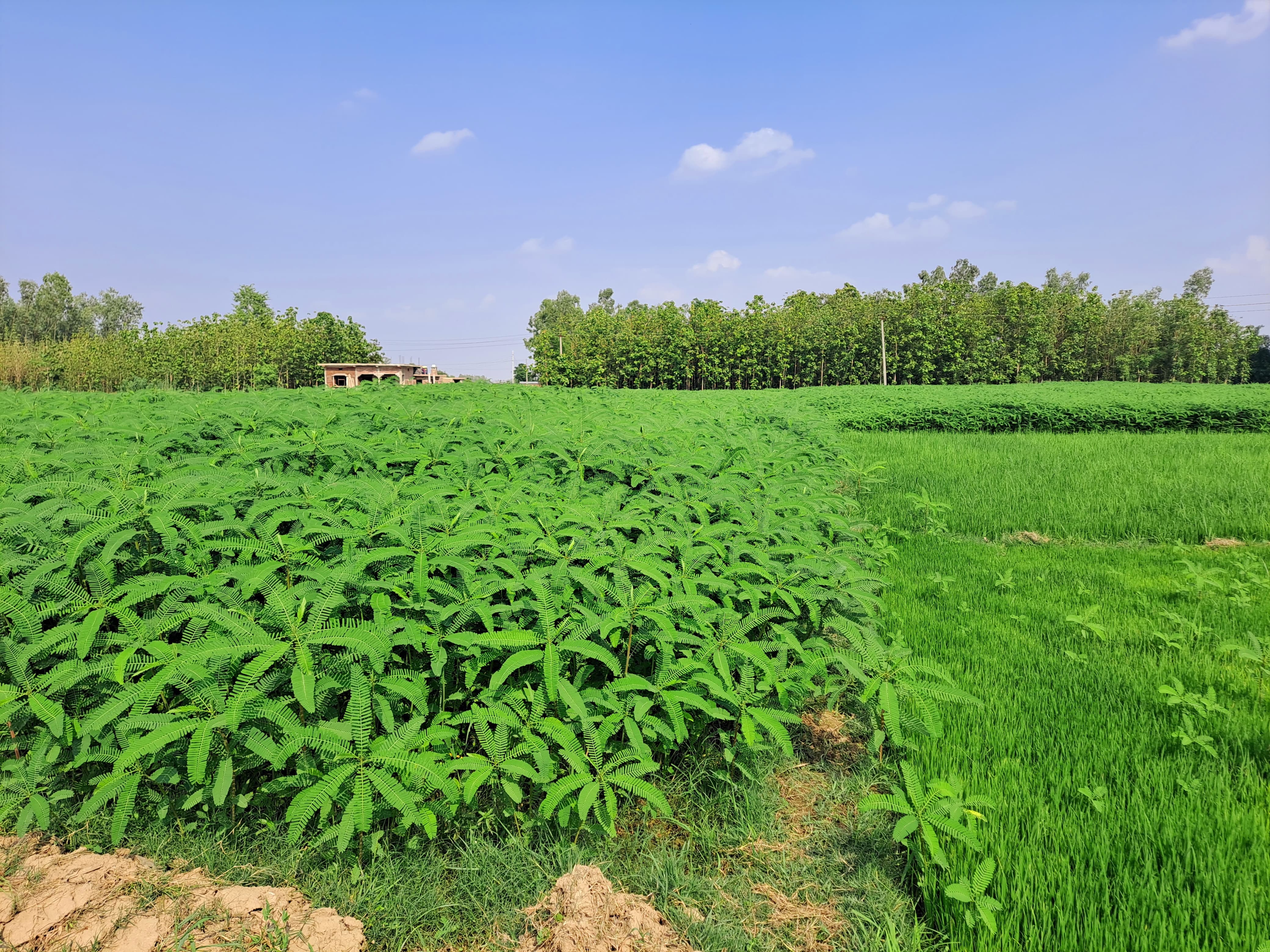 बाँकेमा कम्पोष्ट मलका लागि ढैंचाखेती