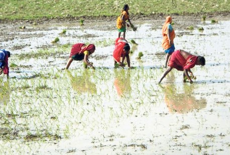 बाँकेमा १५ प्रतिशत धान रोपाइँ