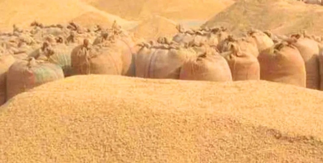 अझै खाद्य व्यवस्था तथा व्यापार कम्पनीले धान खरिद सुरु गरेन