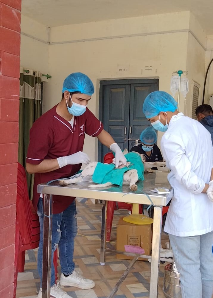 नेपालगन्जमा सामुदायिक कुकुरको बन्ध्याकरण