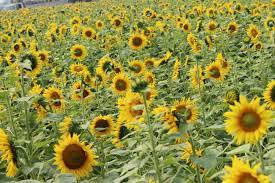 प्राङ्गारिक सूर्यमुखी खेती