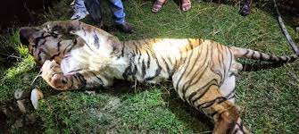 मृत भेटिएको बाघको शव परीक्षण