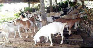 बाँकेका महिला बाख्रापालनबाट आत्मनिर्भर बन्दै