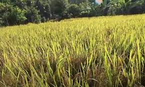दैलेखमा धान उत्पादन घट्यो