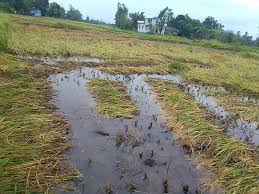 वर्षाले बाँकेमा धानबालीमा क्षति