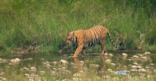 बर्दिया राष्ट्रिय निकुञ्जमा पाटेबाघको सङ्ख्या एक सय २५ पुग्यो