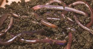 नेपालगञ्जमा उत्पादित गड्यौलाको मल जुम्लामा पुर्‍याउन समस्या